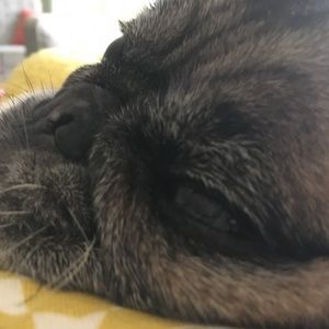 Meet your Posher, Scarlett